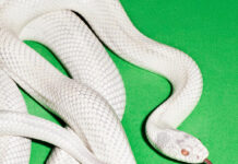 Deftones kündigen „private music“ an; erstes Album seit fünf Jahren © Deftones - private music