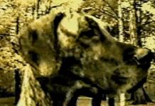 Unveröffentlichtes HIM-Musikvideo von 1996 zu „Wicked Game“